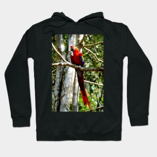 Grand perroquet, site de Copán Ruinas au Honduras Hoodie